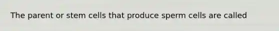 The parent or stem cells that produce sperm cells are called