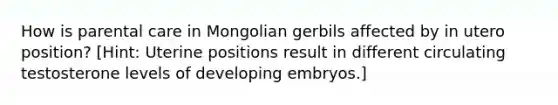 How is parental care in Mongolian gerbils affected by in utero position? [Hint: Uterine positions result in different circulating testosterone levels of developing embryos.]