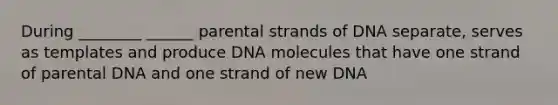 During ________ ______ parental strands of DNA separate, serves as templates and produce DNA molecules that have one strand of parental DNA and one strand of new DNA