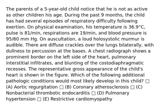 The parents of a 5-year-old child notice that he is not as active as other children his age. During the past 9 months, the child has had several episodes of respiratory difficulty following exertion. On physical examination, his temperature is 36.9°C, pulse is 81/min, respirations are 19/min, and blood pressure is 95/60 mm Hg. On auscultation, a loud holosystolic murmur is audible. There are diffuse crackles over the lungs bilaterally, with dullness to percussion at the bases. A chest radiograph shows a prominent border on the left side of the heart, pulmonary interstitial infiltrates, and blunting of the costodiaphragmatic recesses. The representative gross appearance of the child's heart is shown in the figure. Which of the following additional pathologic conditions would most likely develop in this child? □ (A) Aortic regurgitation □ (B) Coronary atherosclerosis □ (C) Nonbacterial thrombotic endocarditis □ (D) Pulmonary hypertension □ (E) Restrictive cardiomyopathy