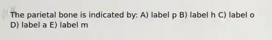 The parietal bone is indicated by: A) label p B) label h C) label o D) label a E) label m