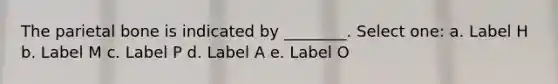 The parietal bone is indicated by ________. Select one: a. Label H b. Label M c. Label P d. Label A e. Label O