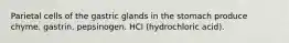 Parietal cells of the gastric glands in the stomach produce chyme. gastrin. pepsinogen. HCl (hydrochloric acid).