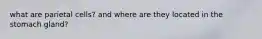 what are parietal cells? and where are they located in the stomach gland?