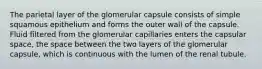 The parietal layer of the glomerular capsule consists of simple squamous epithelium and forms the outer wall of the capsule. Fluid filtered from the glomerular capillaries enters the capsular space, the space between the two layers of the glomerular capsule, which is continuous with the lumen of the renal tubule.