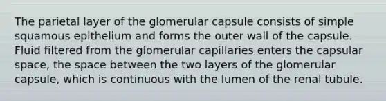 The parietal layer of the glomerular capsule consists of simple squamous epithelium and forms the outer wall of the capsule. Fluid filtered from the glomerular capillaries enters the capsular space, the space between the two layers of the glomerular capsule, which is continuous with the lumen of the renal tubule.