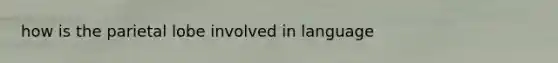 how is the parietal lobe involved in language
