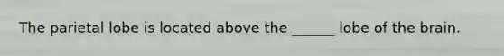 The parietal lobe is located above the ______ lobe of the brain.