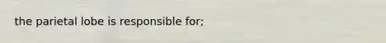 the parietal lobe is responsible for;