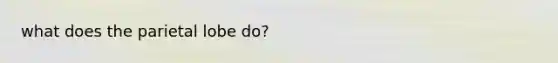 what does the parietal lobe do?