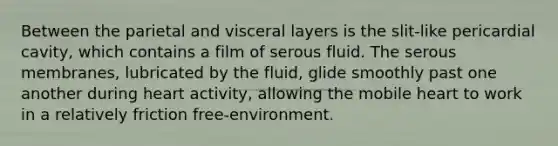 Between the parietal and visceral layers is the slit-like pericardial cavity, which contains a film of serous fluid. The serous membranes, lubricated by the fluid, glide smoothly past one another during heart activity, allowing the mobile heart to work in a relatively friction free-environment.