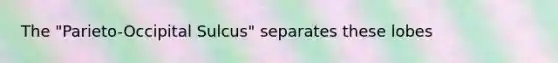 The "Parieto-Occipital Sulcus" separates these lobes