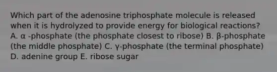 Which part of the adenosine triphosphate molecule is released when it is hydrolyzed to provide energy for biological reactions? A. α -phosphate (the phosphate closest to ribose) B. β-phosphate (the middle phosphate) C. γ-phosphate (the terminal phosphate) D. adenine group E. ribose sugar