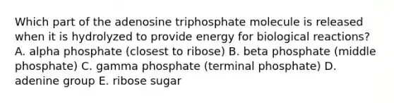 Which part of the adenosine triphosphate molecule is released when it is hydrolyzed to provide energy for biological reactions? A. alpha phosphate (closest to ribose) B. beta phosphate (middle phosphate) C. gamma phosphate (terminal phosphate) D. adenine group E. ribose sugar