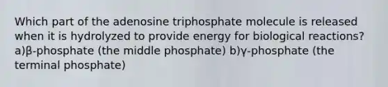 Which part of the adenosine triphosphate molecule is released when it is hydrolyzed to provide energy for biological reactions? a)β-phosphate (the middle phosphate) b)γ-phosphate (the terminal phosphate)