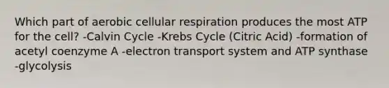 Which part of aerobic cellular respiration produces the most ATP for the cell? -Calvin Cycle -Krebs Cycle (Citric Acid) -formation of acetyl coenzyme A -electron transport system and ATP synthase -glycolysis