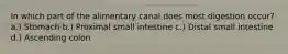 In which part of the alimentary canal does most digestion occur? a.) Stomach b.) Proximal small intestine c.) Distal small intestine d.) Ascending colon