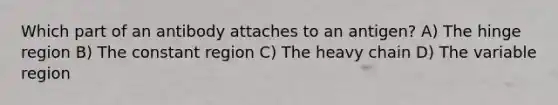 Which part of an antibody attaches to an antigen? A) The hinge region B) The constant region C) The heavy chain D) The variable region