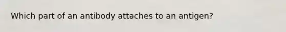 Which part of an antibody attaches to an antigen?