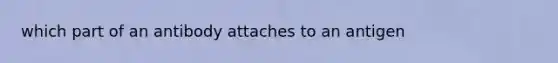 which part of an antibody attaches to an antigen