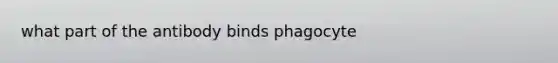 what part of the antibody binds phagocyte