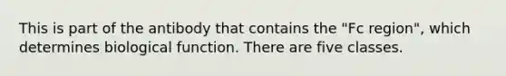 This is part of the antibody that contains the "Fc region", which determines biological function. There are five classes.