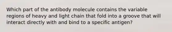 Which part of the antibody molecule contains the variable regions of heavy and light chain that fold into a groove that will interact directly with and bind to a specific antigen?