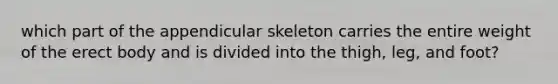 which part of the appendicular skeleton carries the entire weight of the erect body and is divided into the thigh, leg, and foot?