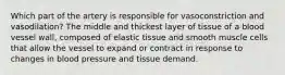 Which part of the artery is responsible for vasoconstriction and vasodilation? The middle and thickest layer of tissue of a blood vessel wall, composed of elastic tissue and smooth muscle cells that allow the vessel to expand or contract in response to changes in blood pressure and tissue demand.