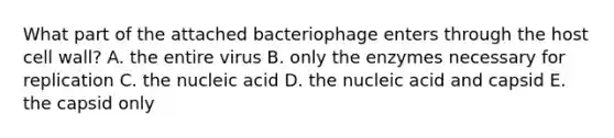 What part of the attached bacteriophage enters through the host cell wall? A. the entire virus B. only the enzymes necessary for replication C. the nucleic acid D. the nucleic acid and capsid E. the capsid only