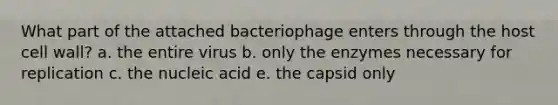 What part of the attached bacteriophage enters through the host cell wall? a. the entire virus b. only the enzymes necessary for replication c. the nucleic acid e. the capsid only