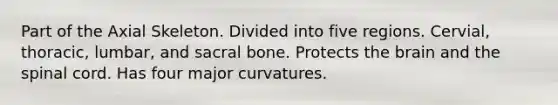 Part of the Axial Skeleton. Divided into five regions. Cervial, thoracic, lumbar, and sacral bone. Protects the brain and the spinal cord. Has four major curvatures.