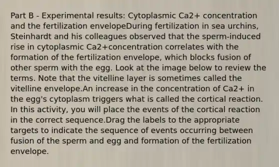 Part B - Experimental results: Cytoplasmic Ca2+ concentration and the fertilization envelopeDuring fertilization in sea urchins, Steinhardt and his colleagues observed that the sperm-induced rise in cytoplasmic Ca2+concentration correlates with the formation of the fertilization envelope, which blocks fusion of other sperm with the egg. Look at the image below to review the terms. Note that the vitelline layer is sometimes called the vitelline envelope.An increase in the concentration of Ca2+ in the egg's cytoplasm triggers what is called the cortical reaction. In this activity, you will place the events of the cortical reaction in the correct sequence.Drag the labels to the appropriate targets to indicate the sequence of events occurring between fusion of the sperm and egg and formation of the fertilization envelope.