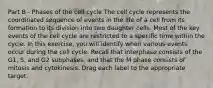 Part B - Phases of the cell cycle The cell cycle represents the coordinated sequence of events in the life of a cell from its formation to its division into two daughter cells. Most of the key events of the cell cycle are restricted to a specific time within the cycle. In this exercise, you will identify when various events occur during the cell cycle. Recall that interphase consists of the G1, S, and G2 subphases, and that the M phase consists of mitosis and cytokinesis. Drag each label to the appropriate target.