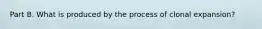 Part B. What is produced by the process of clonal expansion?