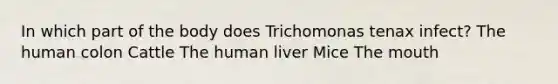 In which part of the body does Trichomonas tenax infect? The human colon Cattle The human liver Mice The mouth