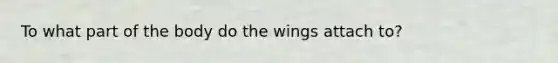 To what part of the body do the wings attach to?