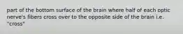 part of the bottom surface of the brain where half of each optic nerve's fibers cross over to the opposite side of the brain i.e. "cross"