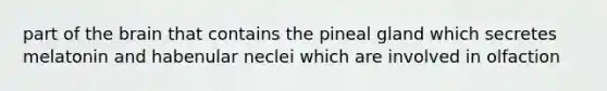 part of the brain that contains the pineal gland which secretes melatonin and habenular neclei which are involved in olfaction
