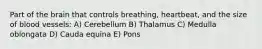 Part of the brain that controls breathing, heartbeat, and the size of blood vessels: A) Cerebellum B) Thalamus C) Medulla oblongata D) Cauda equina E) Pons