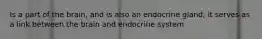 Is a part of the brain, and is also an endocrine gland; it serves as a link between the brain and endocrine system