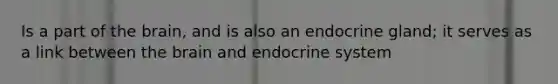 Is a part of the brain, and is also an endocrine gland; it serves as a link between the brain and endocrine system