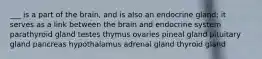 ___ is a part of the brain, and is also an endocrine gland; it serves as a link between the brain and endocrine system parathyroid gland testes thymus ovaries pineal gland pituitary gland pancreas hypothalamus adrenal gland thyroid gland