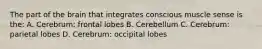 The part of the brain that integrates conscious muscle sense is the: A. Cerebrum: frontal lobes B. Cerebellum C. Cerebrum: parietal lobes D. Cerebrum: occipital lobes