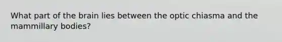 What part of the brain lies between the optic chiasma and the mammillary bodies?