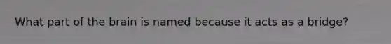 What part of the brain is named because it acts as a bridge?