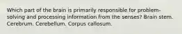 Which part of the brain is primarily responsible for problem-solving and processing information from the senses? Brain stem. Cerebrum. Cerebellum. Corpus callosum.