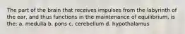 The part of the brain that receives impulses from the labyrinth of the ear, and thus functions in the maintenance of equilibrium, is the: a. medulla b. pons c. cerebellum d. hypothalamus