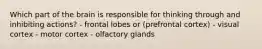 Which part of the brain is responsible for thinking through and inhibiting actions? - frontal lobes or (prefrontal cortex) - visual cortex - motor cortex - olfactory glands