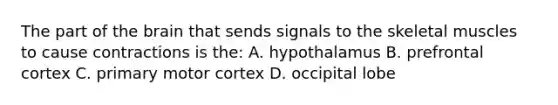 The part of the brain that sends signals to the skeletal muscles to cause contractions is the: A. hypothalamus B. prefrontal cortex C. primary motor cortex D. occipital lobe